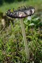 fungus-nature-fall-202849.jpg