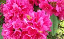 rhododendron-blossom-bloom-bud-122095.jpg