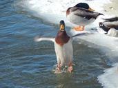 mallard-duck-wildlife-wading-bird-349570.jpg