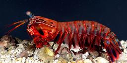 mantis-shrimp-female-crustacean-587725.jpg