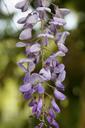 wisteria-blossom-bloom-bloom-1554793.jpg