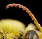 bee_species_cutout_antennae,_m,_mexico,_antennae_2014-08-08-11.37.05_ZS_PMax.jpg