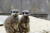 meerkats-pair-of-meerkats-animal-1649425.jpg