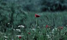 thunderstorm-lake-balaton-tihany-1711085.jpg