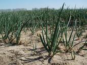 onion-field-agriculture-reilingen-839447.jpg