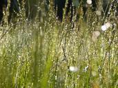 meadow-grass-garden-nature-grasses-1021158.jpg