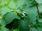 water-drop-sheet-green-macro-435048.jpg