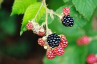 blackberries-fruit-garden-388934.jpg