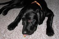 labrador-retriever-dog-animal-15194.jpg