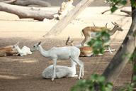 deer-white-animal-mammal-nature-385275.jpg