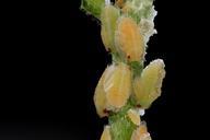 citrus_psyllid,_larvae,_side,_ft_detrick_2014-05-01-09.38.17_ZS_PMax.jpg