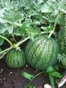 watermelon-fruits-garden-plants-174898.jpg