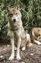 wolf-canis-lupus-european-wolf-1384939.jpg