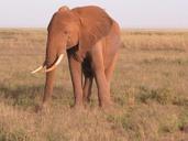 elephant-kenya-africa-nature-386762.jpg