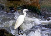 birds-egret-water-482075.jpg