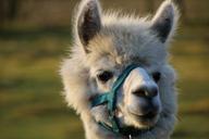 alpaca-livestock-face-mammal-1112541.jpg