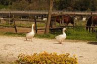 geese-farm-campaign-718577.jpg