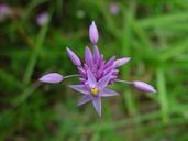 Purple and yellow native flower.jpg