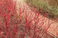 sidewalk-siberian-dogwood-kahl-263500.jpg