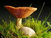 mushroom-forest-moss-529305.jpg