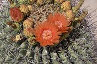 barrel-cactus-orange-flower-bloom-1562491.jpg