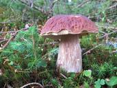 fungus-boletus-edulis-moss-657486.jpg