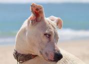 dog-beach-sea-sun-sand-648952.jpg