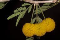 plants-garden-flowers-acacia-670755.jpg