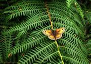 fern-butterfly-nature-green-534652.jpg