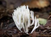 mushroom-meadow-coral-chanterelle-67610.jpg