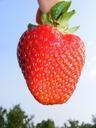 strawberry-red-fruit-fresh-food-91698.jpg