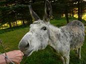 donkey-domestic-donkey-feed-eat-56024.jpg