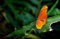 butterfly-insect-nature-orange-649683.jpg