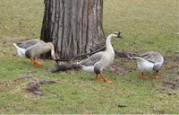 geese-domestic-swan-eating-feeding-670221.jpg