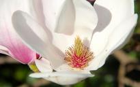 magnolia-tulip-magnolia-blossom-109323.jpg