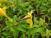 Caterpillar on yellow flowers broome.jpg