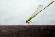 Damselfly.jpg