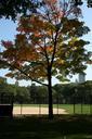 central-park-nyc-scenery-landscape-349060.jpg