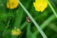 drone-honey-bee-male-bee-resting-363041.jpg