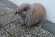 easter-bunny-hare-rabbit-738963.jpg