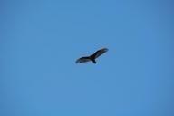 flight-bird-ave-sky-wings-fly-436016.jpg