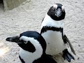 penguins-zoo-animal-bird-519372.jpg