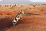 zebra-safari-tsavo-111699.jpg