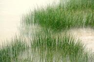 wetlands-bank-river-marsh-swamp-82933.jpg