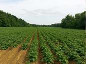 potato-fields-agriculture-farming-218865.jpg