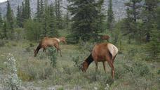 elk-wilderness-canada-banff-1330949.jpg