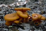 fungi-forest-nature-orange-1590463.jpg