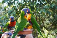 parrots-birds-animals-couple-319884.jpg