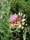 artichoke-nature-blossom-bloom-410890.jpg