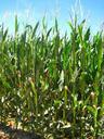 agriculture-corn-fields-cereals-50001.jpg